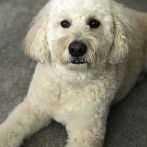 Fundraising Page: Marcie Werner